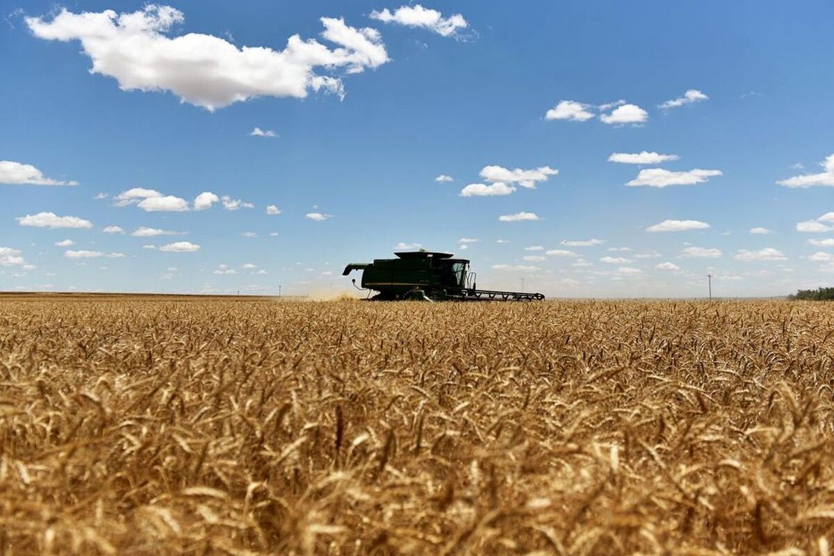 منتظر گران شدن غلات باشیم/ جهش قیمت گندم با خروج روسیه از توافق دریای سیاه