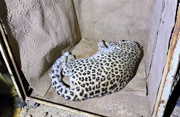 بررسی وضعیت سلامت «پلنگ شهمیرزاد» آغاز شد