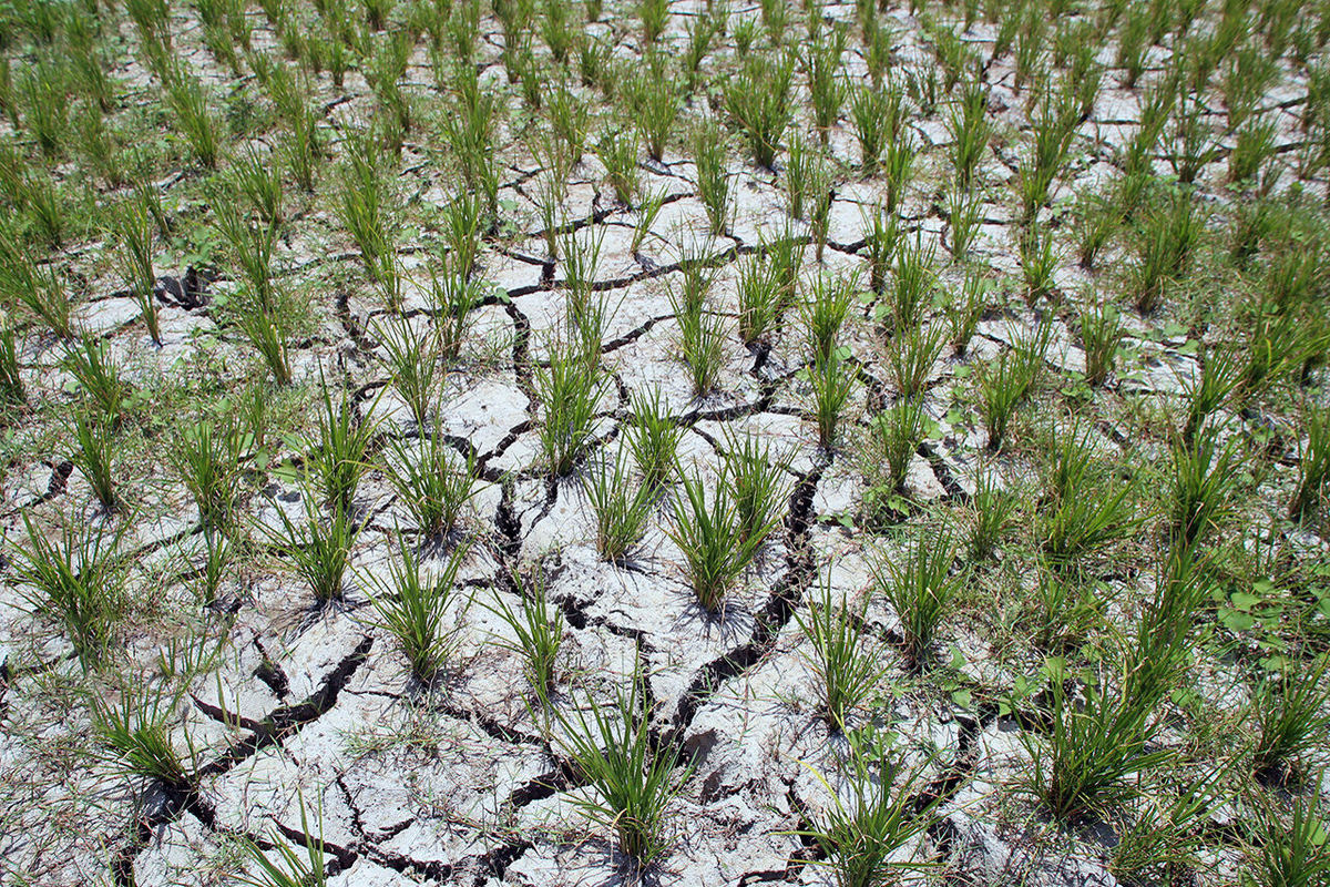 خبر نگران کننده و رسمی/هشدار درباره  پایان امنیت غذایی در ایران