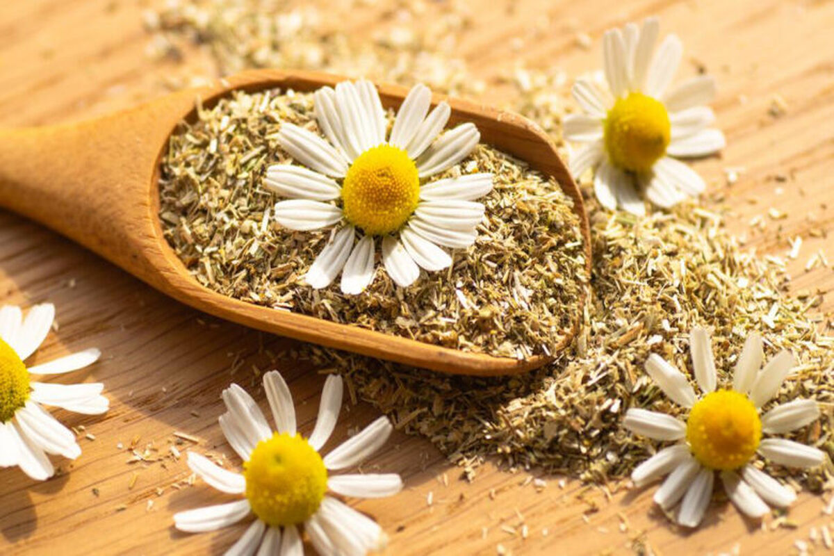 استفاده از گیاه دارویی بابونه برای بهبود کیفیت خواب