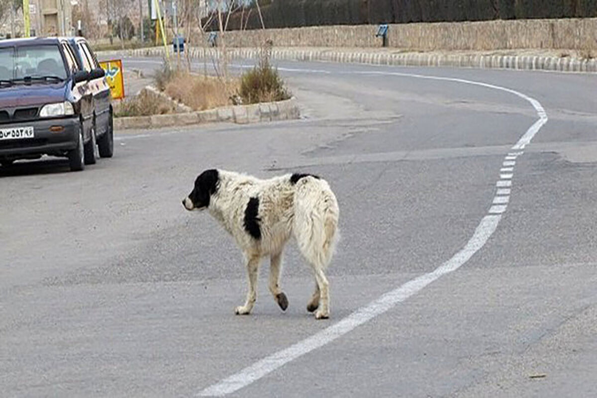 حمله وحشتناک یک سگ به یک کودک در مشهد