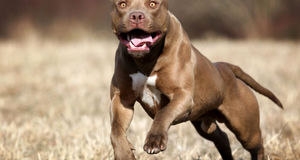 رابطه شیطانی زن جوان با سگ خانگی اش/ زن هوس باز حامله شد + عکس