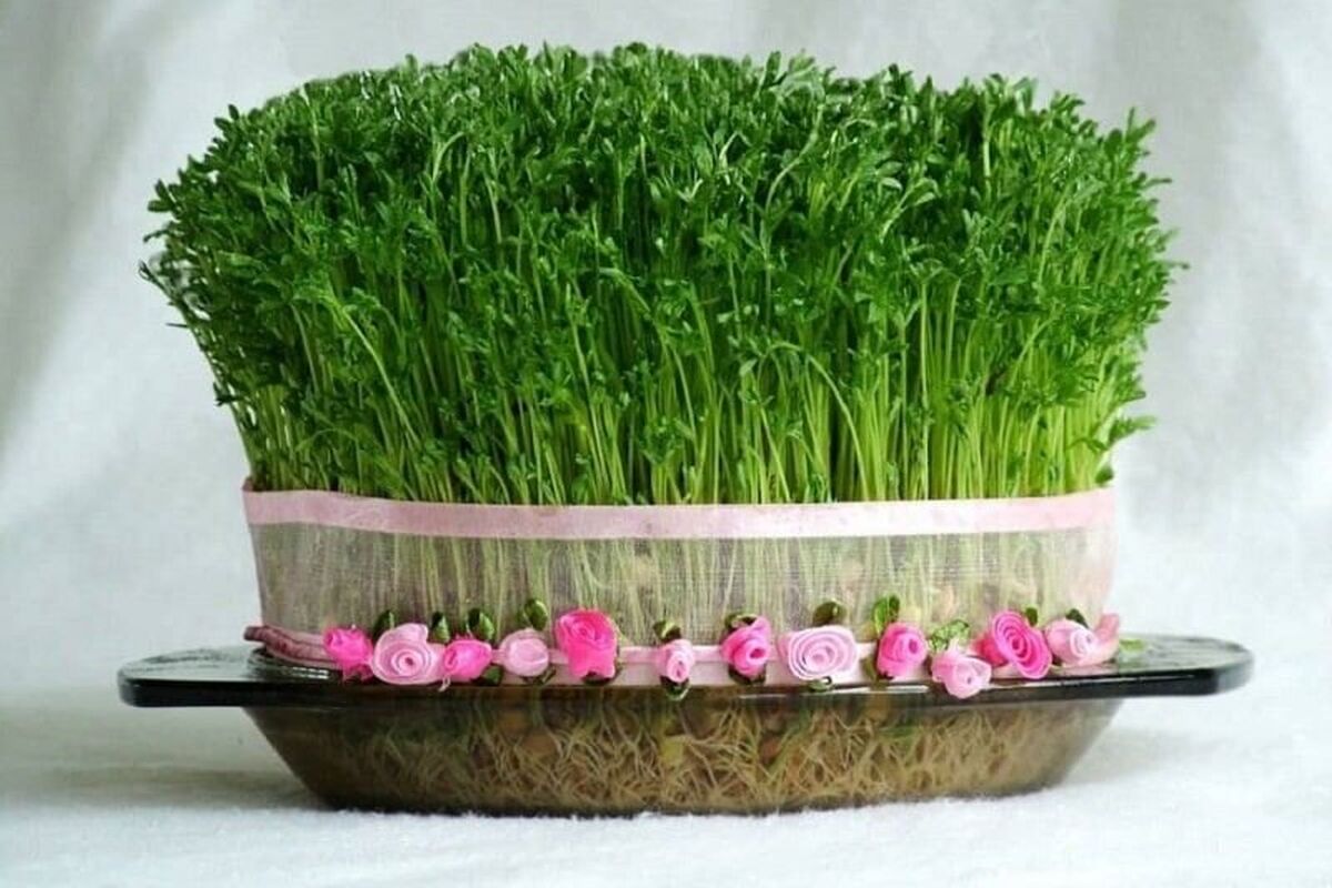 مقدار لازم تخم شربتی برای کاشت سبزه عید