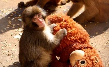 تمام دنیا درباره این بچه میمون صحبت می‌ کنند/ ماجرای تولد پانج و عروسکش