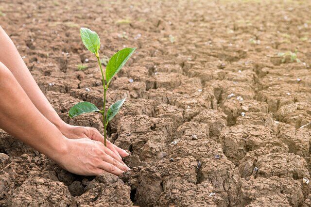 چگونه کشاورزی بدون آب امکان‌پذیر است؟