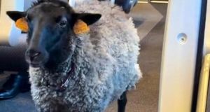 جنجال دیده شدن گوسفندی در مترو که پوشک به تن داشت+  عکس