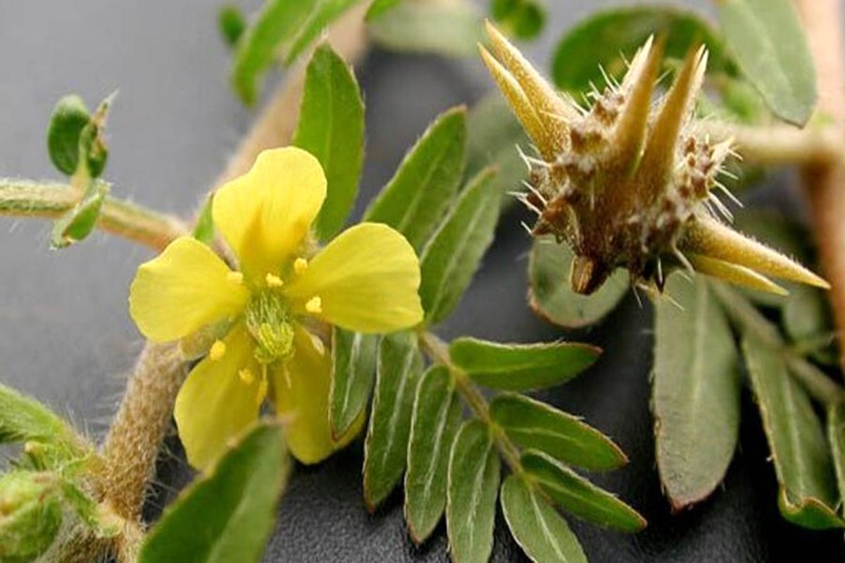 خواص درمانی خارخاسَک از دیدگاه طب سنتی