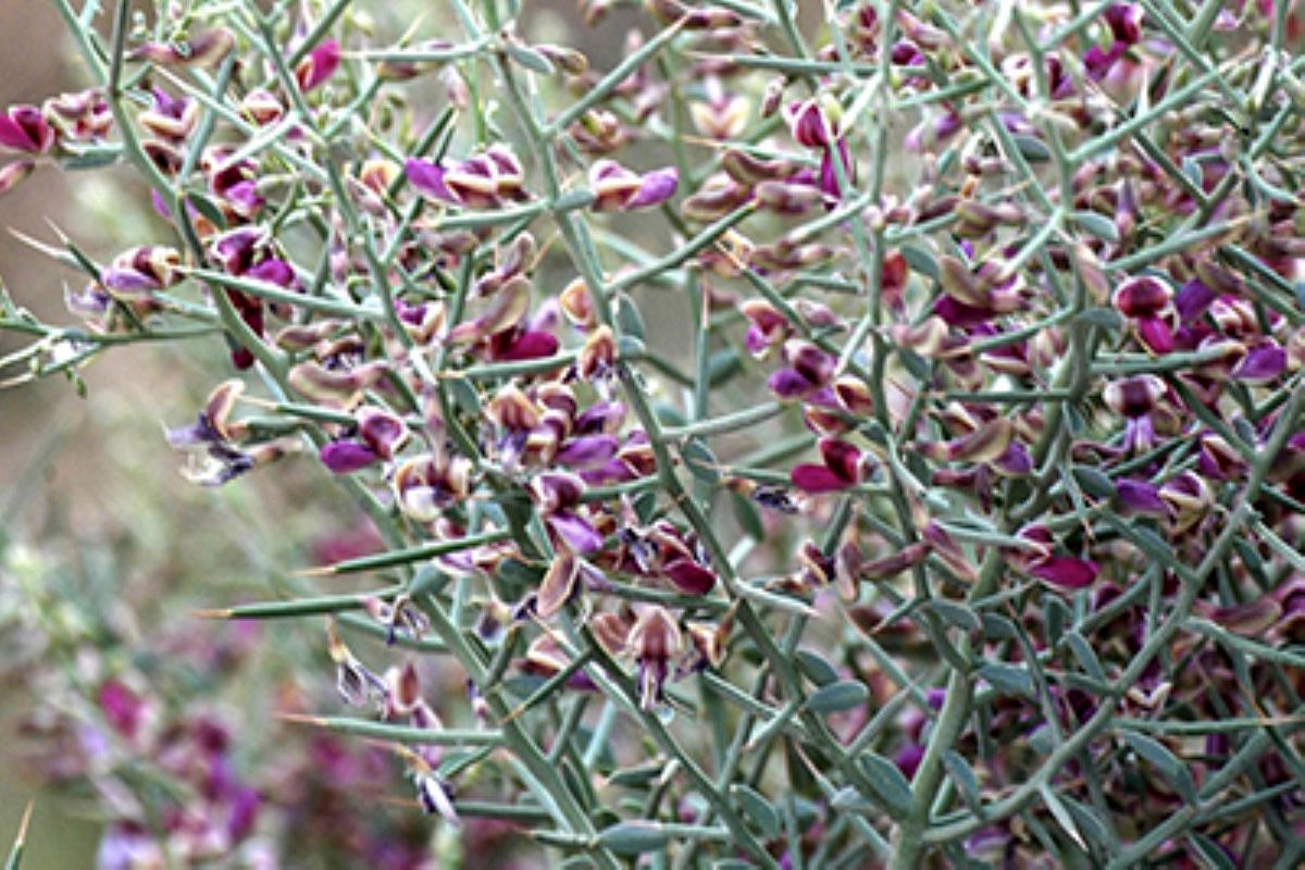 خاری که تخصصی سنگ کلیه را آب میکند