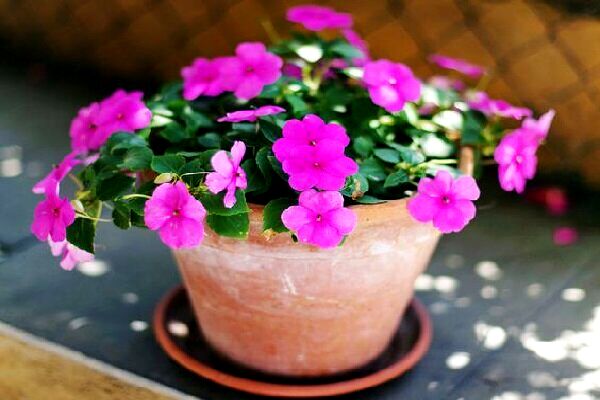 خواص گل حنا برای درمان چشم