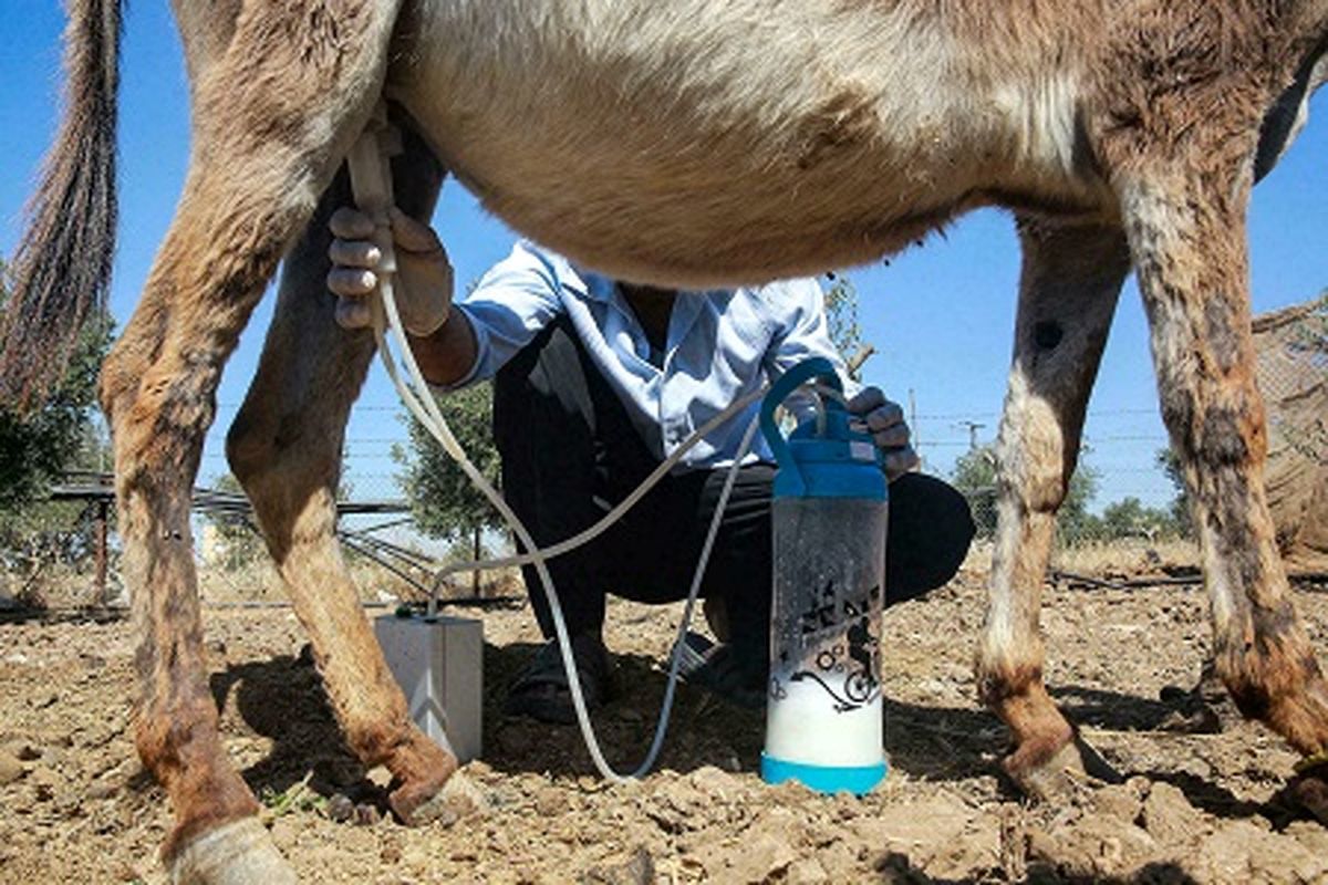 آشنایی با خواص تغذیه ای و سلامتی شیر الاغ 