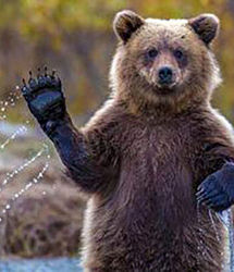 اشتباه عجیب گردشگر حین غذا دادن خرس ها! +فیلم